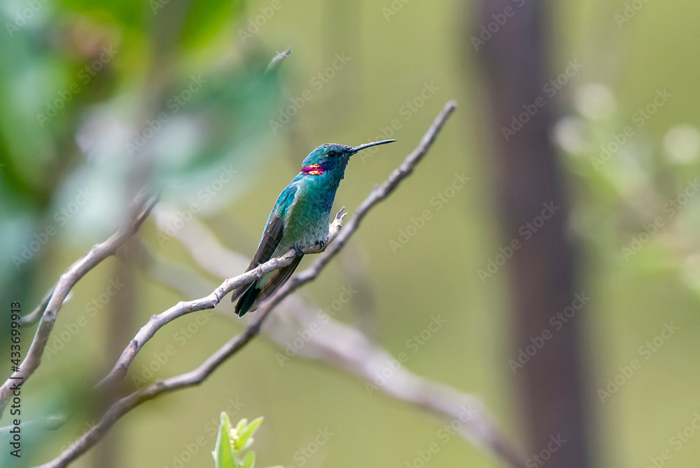 White vented Violetear photographed in Chapada dos Veadeiros National Park, Goias. Cerrado Biome. Picture made in 2015.