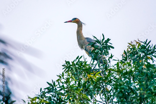 Whistling Heron photographed in Chapada dos Veadeiros National Park, Goias. Cerrado Biome. Picture made in 2015.