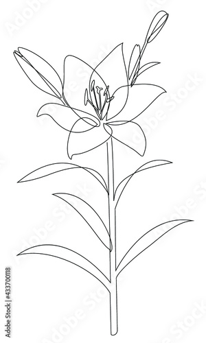 Silhouette of a flower. Lily on the stem and leaves in a modern trendy style with one line. Solid line  outline for decor  posters  stickers  logo. Vector illustration.