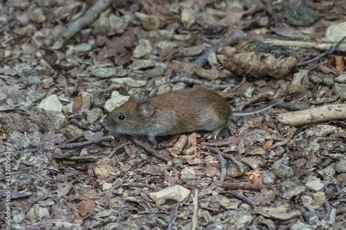 Mouse in the forest