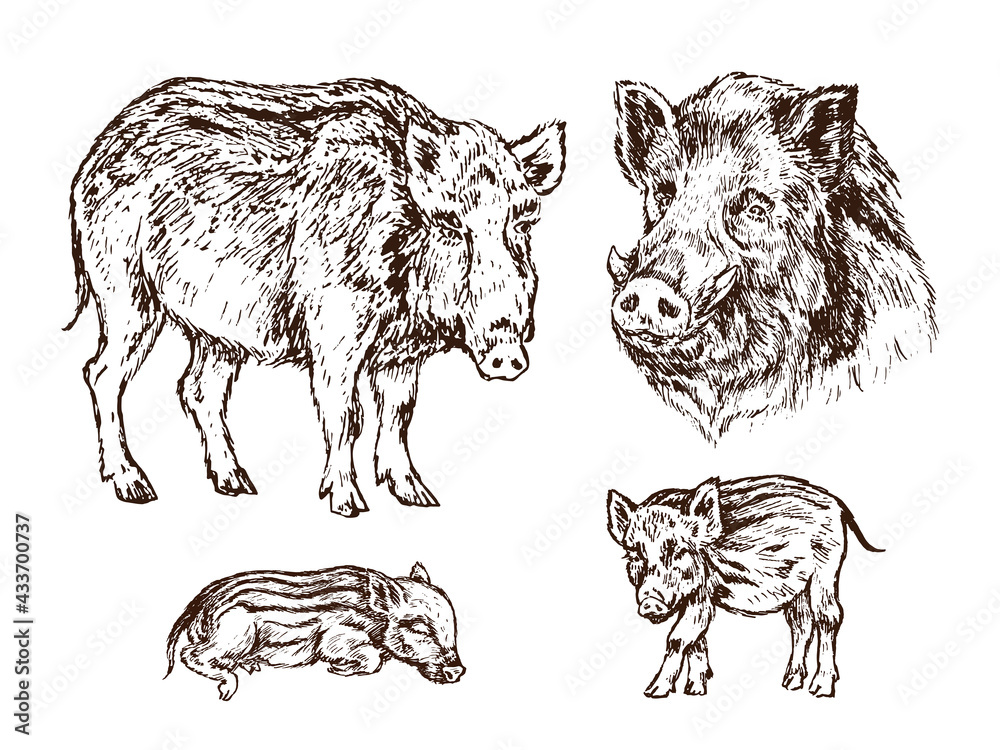 Photo &amp; Art Print Wild boar (Sus scrofa) collection, pig side view, muzzle and piglets, gravure ...