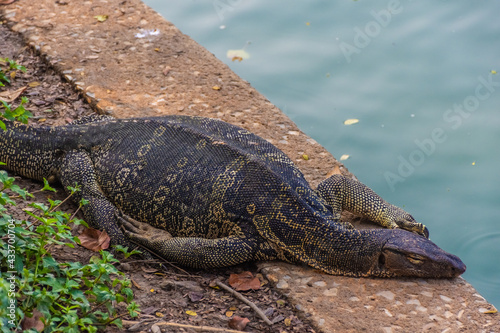 Wild monitor lizard in Lumphini Park, Bangkok, Thailand