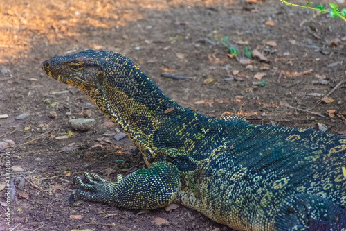 Wild monitor lizard in Lumphini Park  Bangkok  Thailand