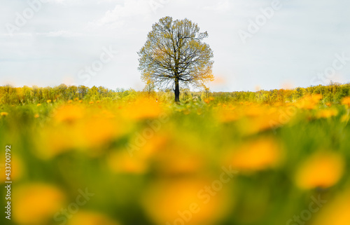 Single tree on field with dandelions