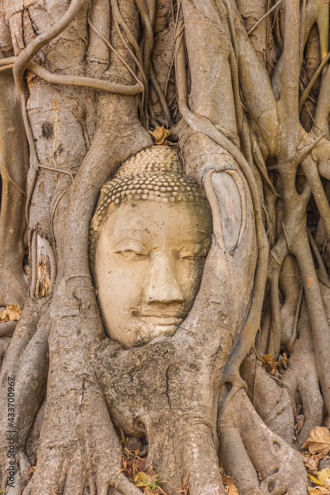 Buddha head embedded in a Banyan Tree in Ayutthaya, Thailand