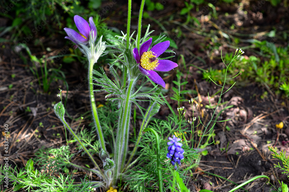 Opened lumbago, dream-grass, lat. Anemone patens, is a perennial plant that blooms from April to June. It is an incredibly beautiful but poisonous plant that contains alkaloids Opened lumbago, dream-grass, lat. Anemone patens, is a perennial plant that blooms from April to June. It is an incredibly beautiful but poisonous plant that contains alkaloids