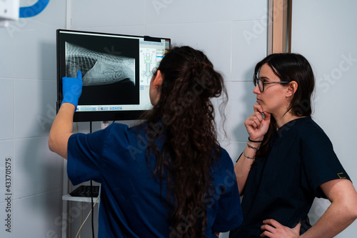 Anonymous female vets in uniforms speaking while looking at computer screen with radiographic image of pet body in clinic photo