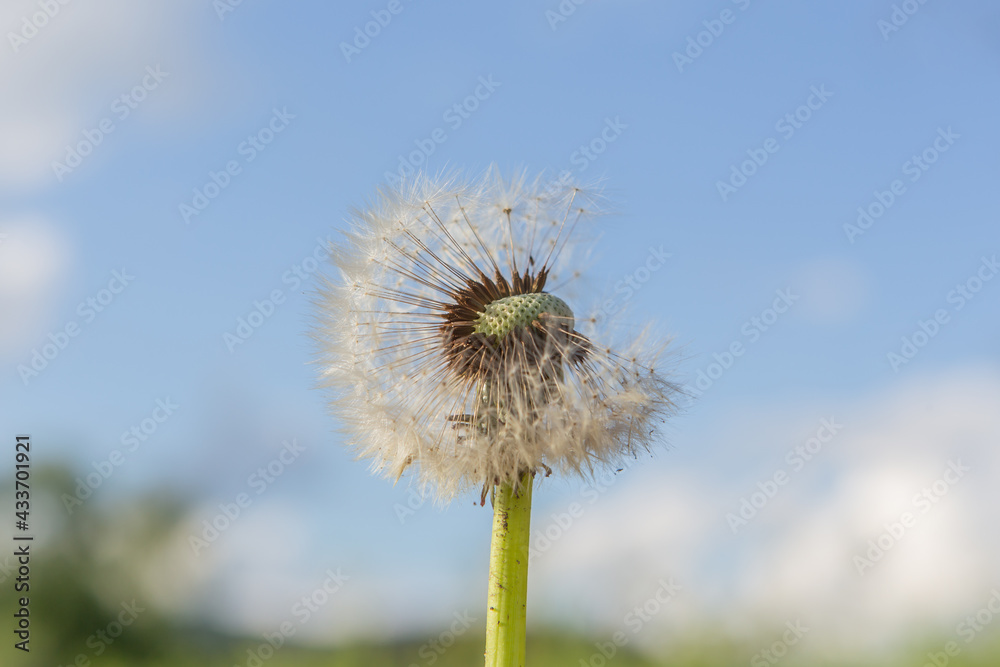 close up of a dandelion blowball