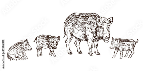 Wild boar (Sus scrofa) pig standing with small piglets,  gravure style ink drawing illustration isolated on white