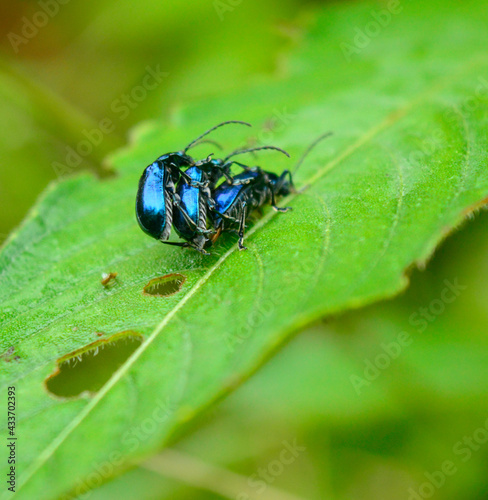 Bugs reproduction act in the wild. Fauna from La Sierra Maestra Mountains in Santiago de Cuba, Cuba
