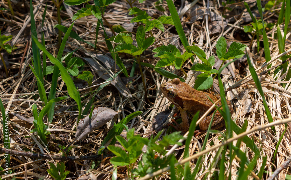 Common frog, also known as the European common brown frog or European grass frog, sitting in spring grass Common frog, also known as the European common brown frog or European grass frog, sitting in spring grass