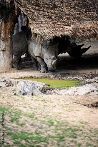 Two-horned rhino resting outside under a canopy. photo