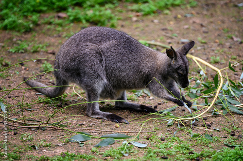 Gray kangaroo eating twigs outdoors.