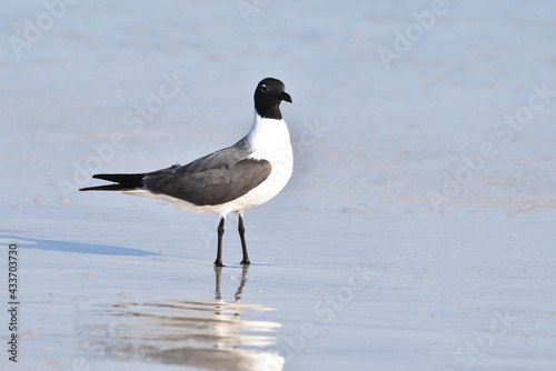 One Seagull on the Beach