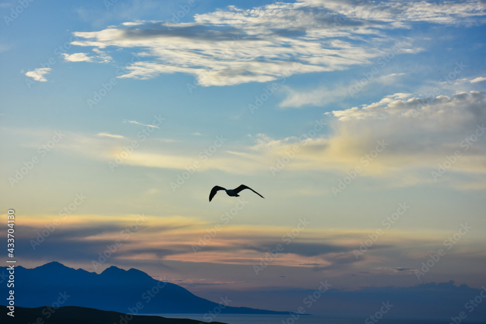 Fototapeta premium silhouette of a bird on cloudy sunset