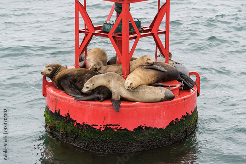 Lazy sleepy Sea Lions on bu...