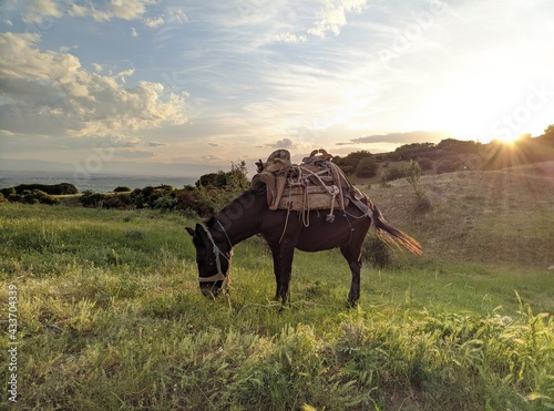 horses in the field