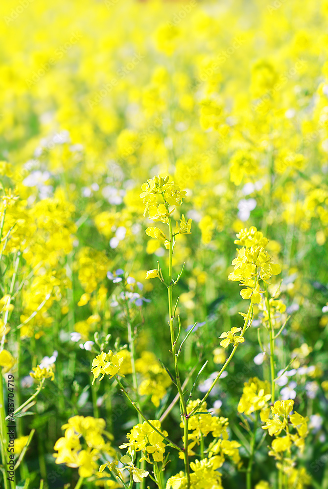 Yellow mustard flowers in an agricultural farm field