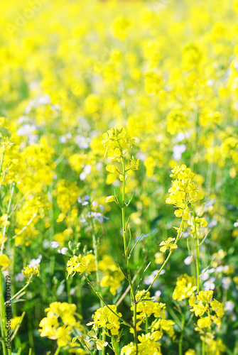 Yellow mustard flowers in an agricultural farm field © TSViPhoto