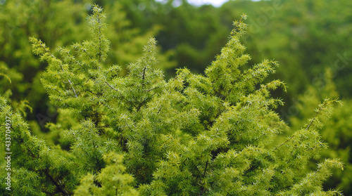 Juniperus communis Juniper tree branches with evergreen needles
