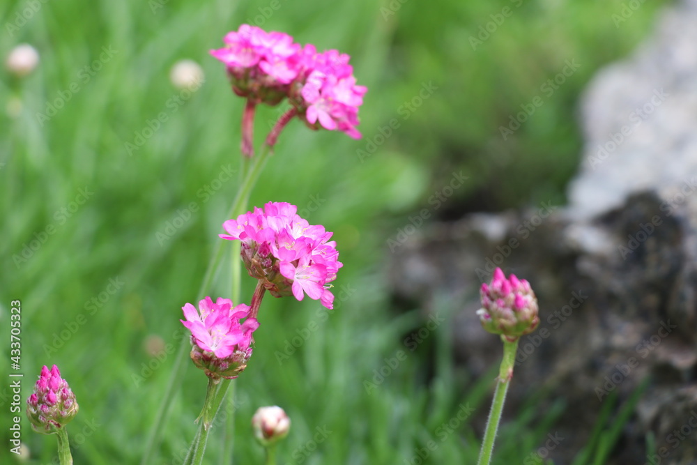 Plant with pink flowers on a background of grass Plant with pink flowers on a background of grass