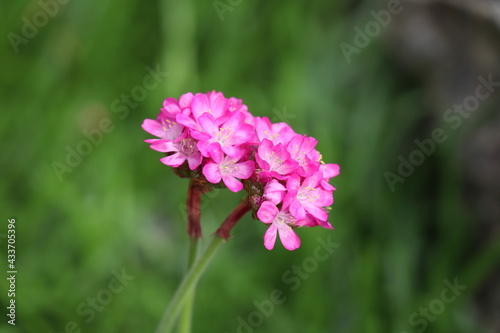 Beautiful plant with pink flowers on a background of green grass
