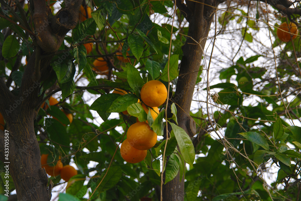 Orange fruits on the tree