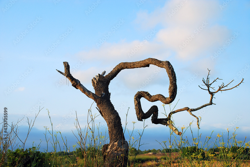 Fototapeta premium Estrange tree in Mallorca, Balearic Islands