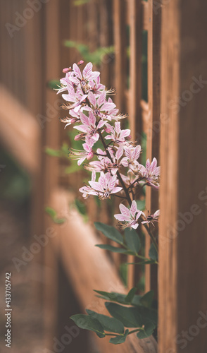 Vertical shot of beautiful epidendrum centropetalum flowers photo
