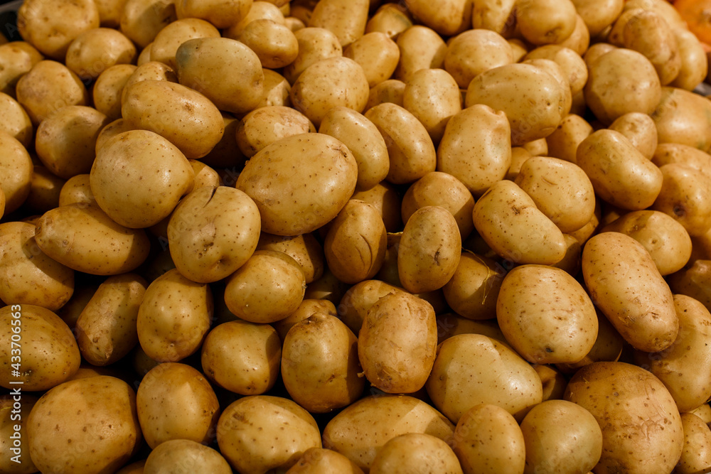 A pile of potato tubers. A pile of potato tubers.
