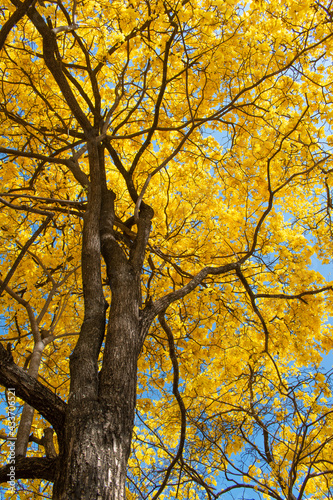 autumn in the park