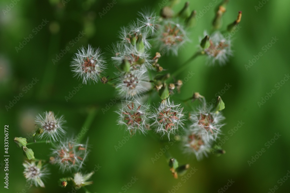 Oriental false hawksbeard fluff after flowers. Asteraceae weed.