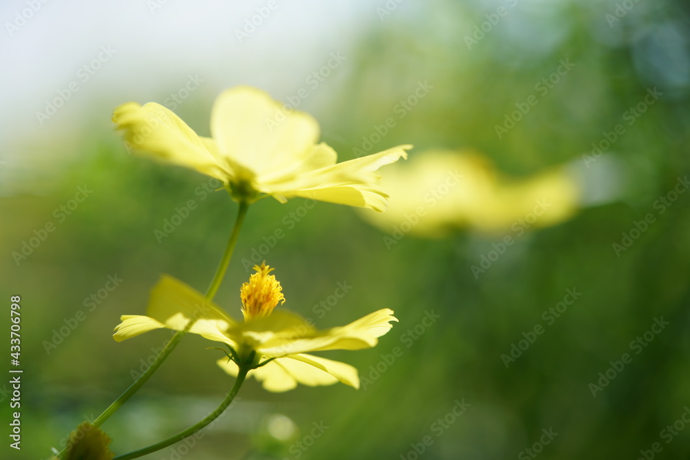 Light Yellow Flower of Cosmos in Full Bloom
Light Yellow Flower of Cosmos in Full Bloom