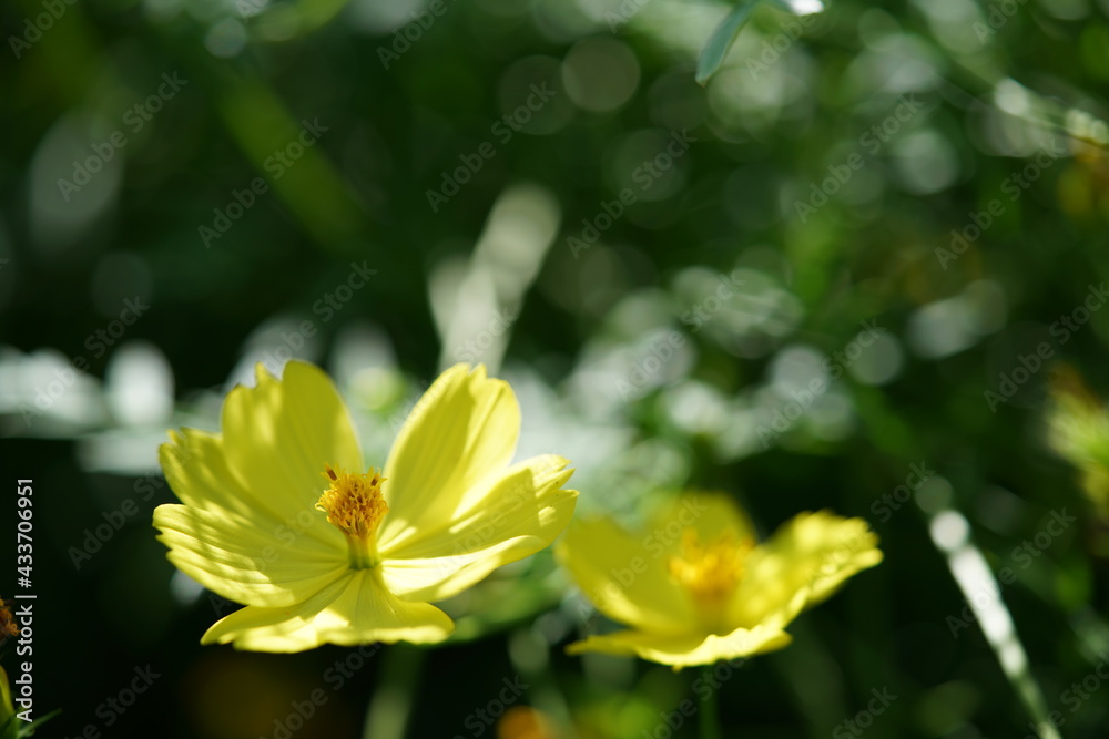 Fototapeta premium Light Yellow Flower of Cosmos in Full Bloom 