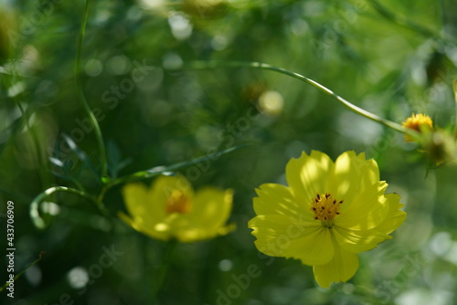 Light Yellow Flower of Cosmos in Full Bloom 