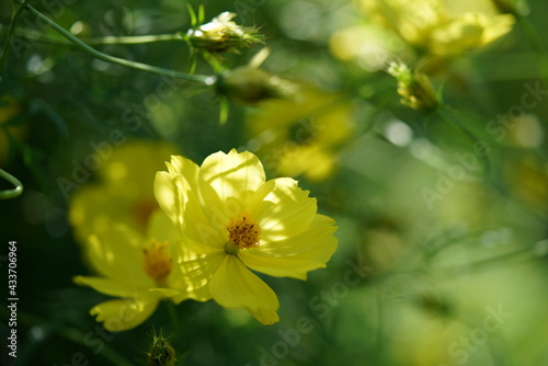 Light Yellow Flower of Cosmos in Full Bloom 