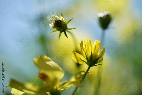 Light Yellow Flower of Cosmos in Full Bloom 