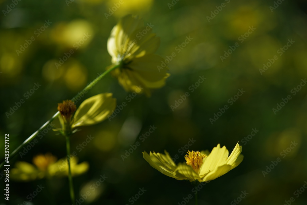 Light Yellow Flower of Cosmos in Full Bloom
Light Yellow Flower of Cosmos in Full Bloom