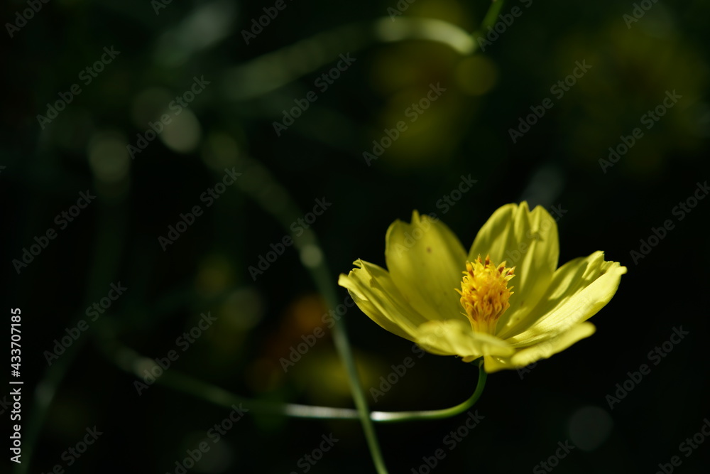 Light Yellow Flower of Cosmos in Full Bloom
Light Yellow Flower of Cosmos in Full Bloom