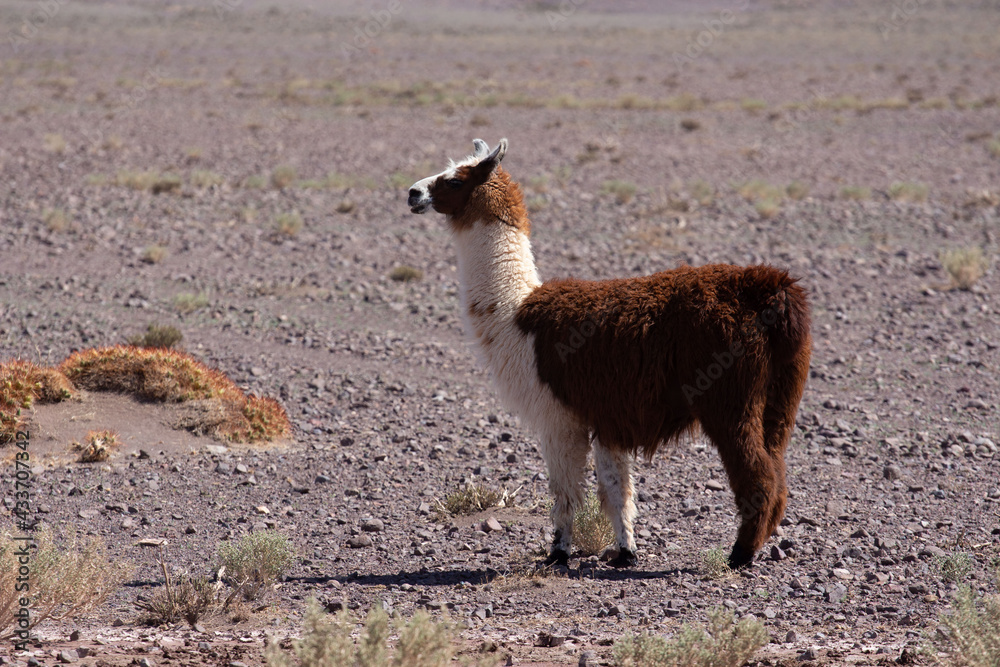 Obraz premium Guanaco at Atacama desert Chile