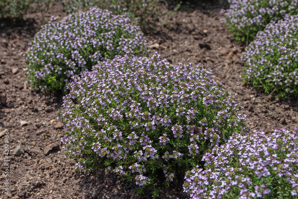Obraz premium Thymus vulgaris or common thyme flowering plants