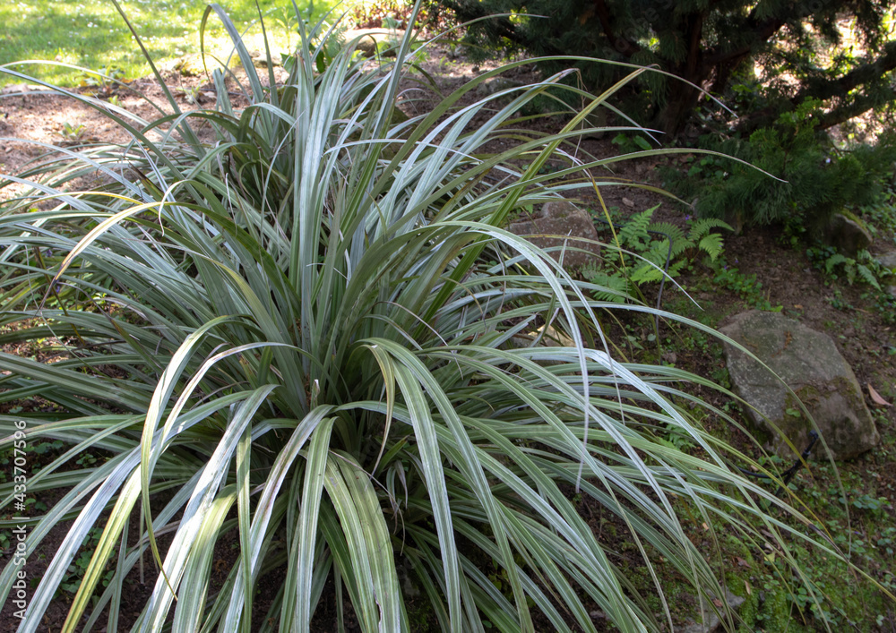 Astelia chathamica or silver spear plant in the garden Astelia chathamica or silver spear plant in the garden