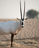Arabian Oryx in the desert of Dubai- UAE,,, taken at the golden hour	
