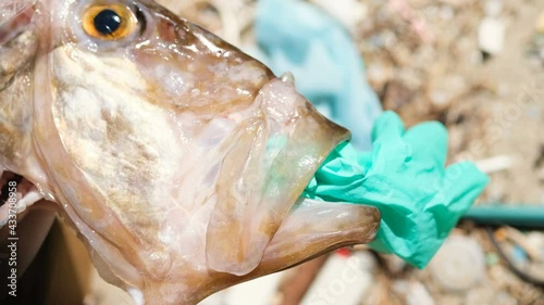 Ocean Fish dead eating plastic rubber disposable glove on a debris polluted sea habitat