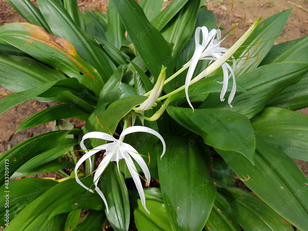 Obraz premium Hymenocallis littoralis or the beach spider lily Hymenocallis, Amaryllidaceae family. Manaus, Amazon - Brazil