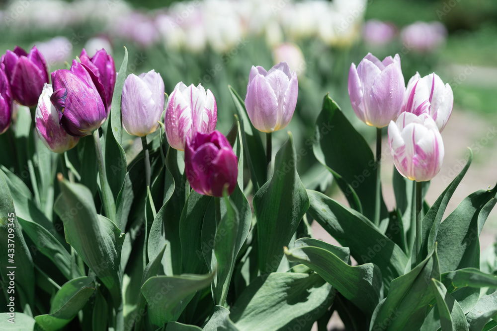 Fototapeta premium Colorful Tulips on a sunny day in Spring