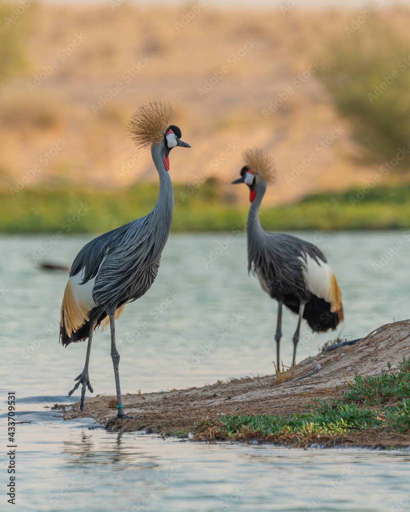 Fototapeta premium Common Crane Birds at Qudra Lakes in Dubai UAE