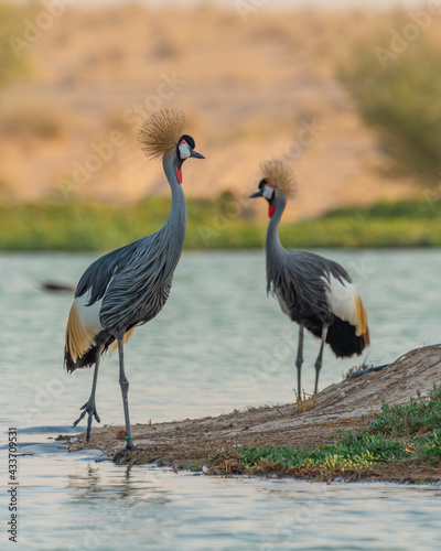 Common Crane Birds at Qudra Lakes in Dubai UAE © Ashraf