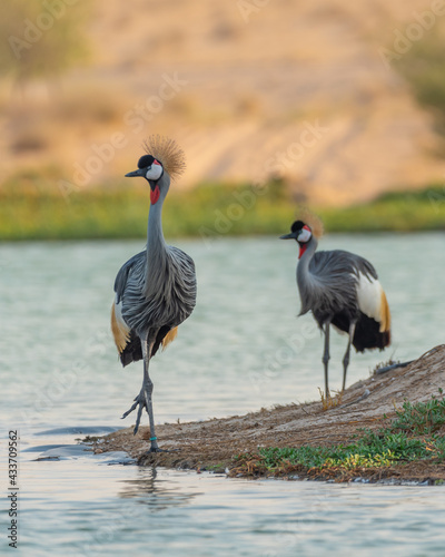 Common Crane Birds at Qudra Lakes in Dubai UAE