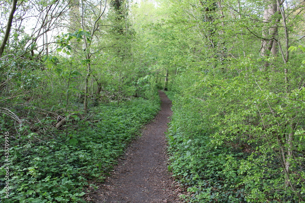 Fototapeta premium Tudor Schleurholts